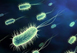 Bán men Bacillus coagulans giúp tăng cường khả năng miễn dịch