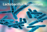 Vách tế bào vi khuẩn Lactobacillus fermentum (Imumentum) - nguyên liệu tăng cường miễn dịch