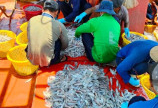 Cần người lựa hải sản ở kiên giang đánh bắt quanh quần đảo Phú Quốc