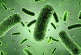 Bán men vi sinh Bifidobacterium - Nguyên liệu TPCN hỗ trợ tiêu hóa