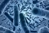 Bán men vi sinh Bacillus clausii tăng cường tiêu hóa cho thủy sản