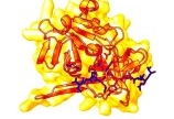 Bán Enzym protease giúp hỗ trợ tiêu hóa cho thủy sản