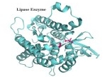 Bán enzyme Amylase, Protease, Pepsin, Lipase, Cellulase, Trypsin