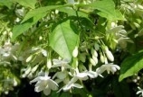 Bán cao khô Mộc hoa trắng hỗ trợ đường ruột, điều trị các bệnh tiêu chảy ở tôm