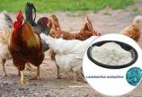 Bán lactobacillus acidophilus điều trị viêm ruột, rối loạn đường ruột ở vật nuôi