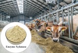 Bán enzyme Xylanase tối ưu khả năng hấp thu chất xơ cho vật nuôi
