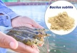 Bán men vi sinh Bacillus subtilis cân bằng hệ tiêu hóa, giảm các bệnh đường ruột cho thủy hải sản