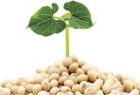 Bán Chiết xuất Mầm đậu nành Isoflavon 18%