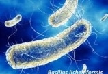 Bán men vi sinh nguyên liệu Bacillus licheniformis cho vật nuôi