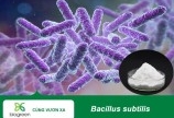 Bacillus subtilis - lợi khuẩn phòng chống các bệnh về đường ruột cho thủy sản